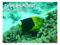 Diverspoint  in Puerto Morelos 