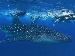 Whale Sharks off the coast of Cancun Mexico