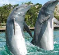 Swim with dolphins in Cancun